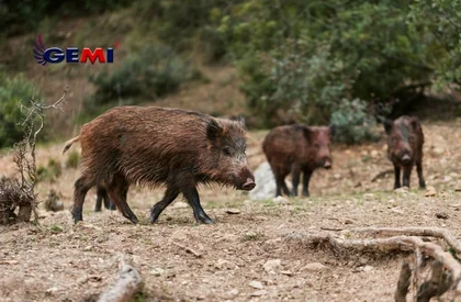 Elektrikli Çit: Yaban domuzları topraklarınızı mı yok ediyor? Sorunu şimdi Elektrikli Çit Gemisi ile çözün!