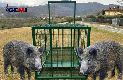 Yaban domuzu tuzakları mı? Daha iyi bir çözüm var...