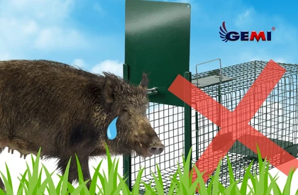 Yaban Domuzu Tuzaklama Amaçlı Rögar Kapakları: Gemi Elettronica ile Riskler ve Güvenli Alternatifler