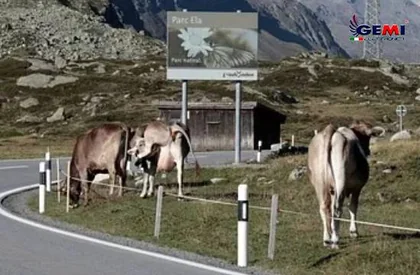 Elektropasture: Nedir ve ne içindir?