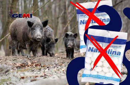 Yaban domuzları için naftalin: Gerçekten işe yarıyor mu? İşte en etkili ve güvenli çözüm.